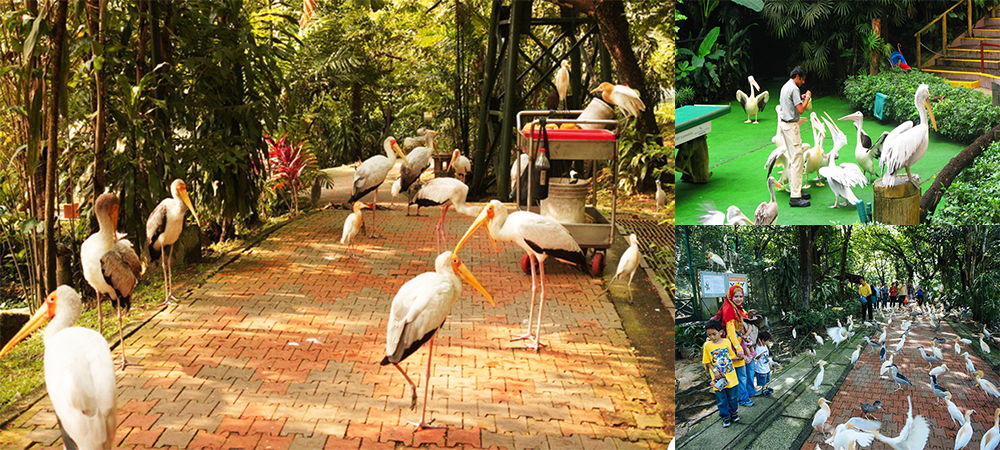 馬來西亞自由行攻略, 馬來西亞自由行遊記, 吉隆坡自由行攻略, 吉隆坡自由行遊記, 馬來西亞旅遊blog, 吉隆坡旅遊blog, 馬來西亞景點, 吉隆坡景點, 飛禽公園, KL Bird Park